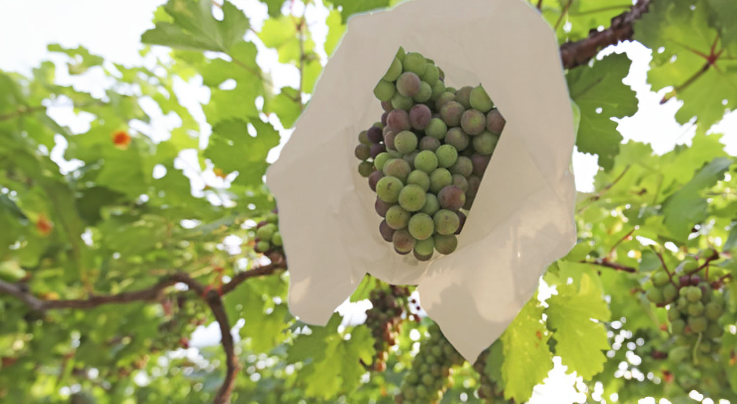 Maduración de cosecha uvas
